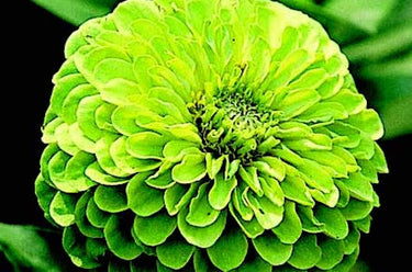 Envy Zinnia Seeds